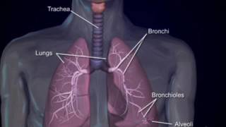 Respiratory system4 bronchi and bronchioles [upl. by Portia]