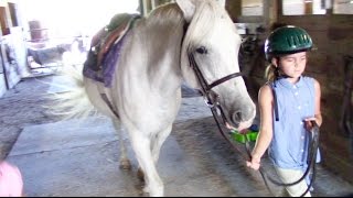 Meet the updated Jorvik Friesian 😍  Star Stable Breeds [upl. by Kyrstin]