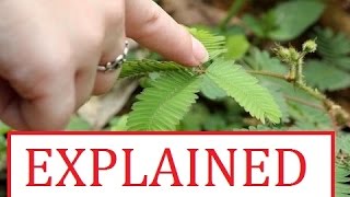 Shy plant  Sensitive plant  Touch me not  Mimosa pudica  Explained [upl. by Eimmak472]