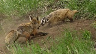 A fox and a badger fight in Yellowstone  the whole story [upl. by Adelaide639]