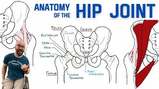 Anatomy of the Hip Joint  Bones Ligaments amp Muscles [upl. by Aisauqal449]