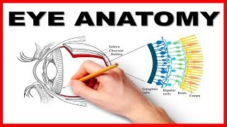 Eye Anatomy and Function  Made Easy [upl. by Heall484]