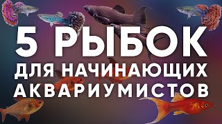 5 неприхотливых аквариумных рыбок для начинающих 2021 [upl. by Eimaral18]