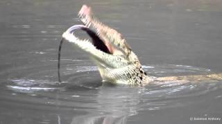 Wild Estuarine Crocodile eats Monitor Lizard Singapore Sungei Buloh [upl. by Eiramana]