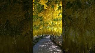 Laburnum Arch at Bodnant Gardens [upl. by Anayik]