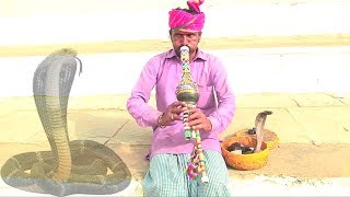 Snake Flute Music  Magudi  Traditional Street Performer [upl. by Jandel]