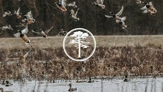 Duck Hunting Duck Food Plots and Preparation [upl. by Amein]