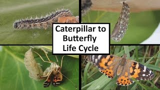 Caterpillar to Butterfly Life Cycle [upl. by Anivlac]