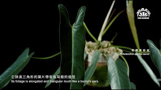 ［ 聖靈蔓綠絨 Philodendron spiritus sancti ］－ PIBI GARDEN001 [upl. by Ttelrahc458]