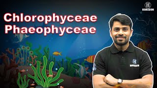 Chlorophyceae amp Phaeophyceae  Animal Kingdom   Biology  Ram sir  Horizon Academy [upl. by Marlee]