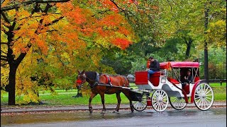 Horse amp Carriage Ride around Central Park New York November 2019 Sightseeing Video [upl. by Ahseena748]