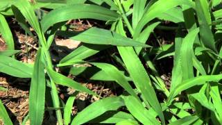 Identifying Grassy Weeds Goosegrass and Crabgrass [upl. by Reynold367]