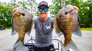 Catching MONSTER BLUEGILL Fishing a HIDDEN LAKE Public Fishery [upl. by Grosvenor]