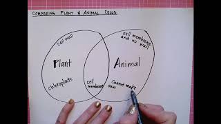 Comparing Plant and Animal Cells [upl. by Barbey879]