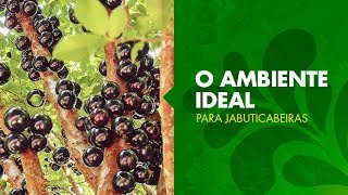 Qual o ambiente ideal para cultivar uma jabuticabeira  Série Frutificando [upl. by Levon]