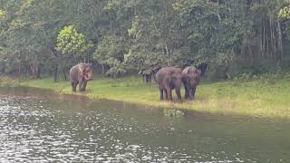 The Elephant Court Thekkady [upl. by Gnoht]