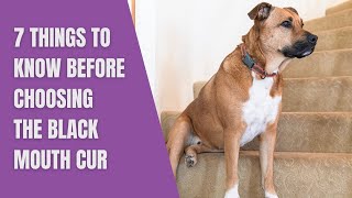 7 Things to Know Before Choosing the Black Mouth Cur [upl. by Ula]