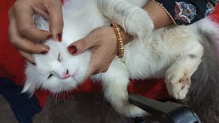 Flea Removal Cat ASMR  My Kitten is Lying Down Time To Remove All Flea asmr fleasremove [upl. by Novyert]