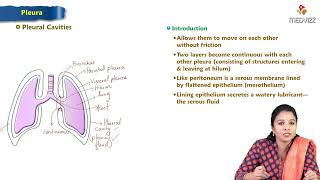 5 Pleura of Lung  Anatomy of Thorax  MBBS Lecture [upl. by Hancock]