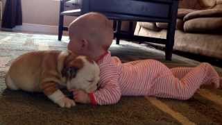 Bulldog puppy kissing the baby [upl. by Rabjohn]