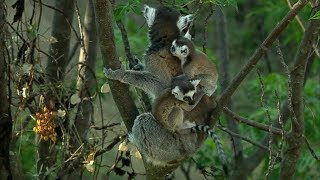 Twin Baby Ring Tailed Lemurs  Madagascar  David Attenborough  BBC Earth [upl. by Meggy444]