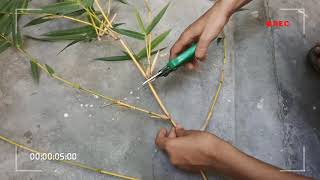 how to grow bambooBambusa Vulgaris  culms plant by cutting by easy way Plant evolution yellow [upl. by Ramej]