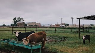 Waggoner Ranch Iconic Chunk of Texas for Sale at 725 Million [upl. by Einniw334]