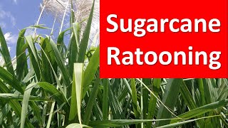 How to practice Ratooning of Sugarcane in Brief [upl. by Wojak]