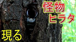 【クワガタ採集】巨大ヒラタに遭遇❕ヒラタクワガタ採集方法公開‼ [upl. by Reynold]