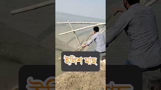 জালে কি ইলিশ মাছ উঠবে fishing shortvideo river hilsafishing uniquetechniquefishing [upl. by Killian]