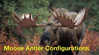 Alaska Moose Antler Configurations [upl. by Glen]