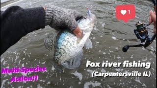 Fox river fishing Carpentersville IL Multispecies Action [upl. by Resiak183]