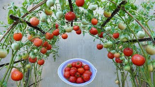 Tomatoes grow fast and have many fruits if you grow this method  Growing tomatoes from seeds [upl. by Azeria744]