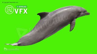 Dolphin Green Screen Video 🐬 Dolphin Jumping Chroma Key [upl. by Nauht]