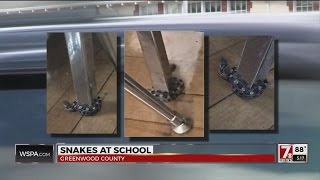 Snakes at Ware Shoals High School [upl. by Weiman591]