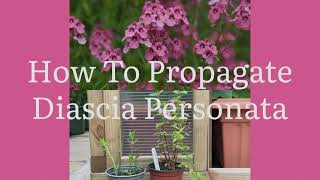 How To Propagate Diascia Personata How To Take Diascia Personata Cuttings Plant Propagation [upl. by Narayan]