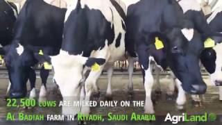 Al Badiah Dairy Farm in Saudi Arabia one of six Almarai farms [upl. by Hebe]