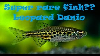 Leopard Danio  All u need to know [upl. by Aliemaj594]