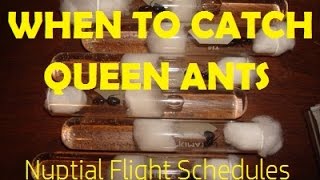 When to Catch Queen Ants Nuptial Flight Schedules  AntsCanada Tutorial 36 [upl. by Rene]