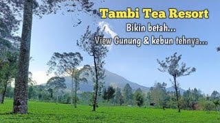 Wisata di WONOSOBO Jawa Tengah TAMBI TEA RESORT [upl. by Repsag283]