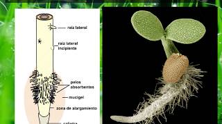 BOTANICATema 01 4° de 4 partes Raíz [upl. by Frame92]
