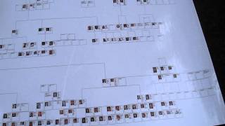 Wide view of the Hershkowitz Family Tree [upl. by Nrol]