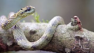 Snakes of Uganda East Africa  serpents Ouganda afrique de lEst  atheris 2017 [upl. by Keldon]