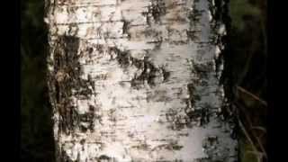 Betula pendula  silver birch [upl. by Cyn]