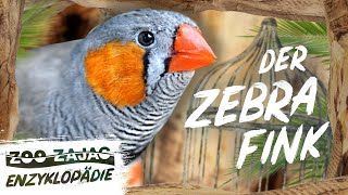 ZEBRAFINK  VOGELENZYKLOPÄDIE  ZOO ZAJAC [upl. by Estrellita609]