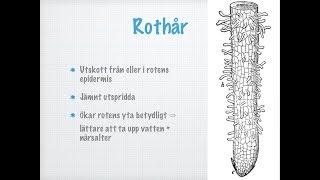 Roten Hur växten tar upp vatten och närsalter [upl. by Berkly183]