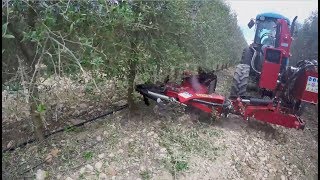 🚜🌳El cultivo del Olivar en Seto o Superintensivo 01  Ventajas producción coste y rentabilidad [upl. by Annavaj268]