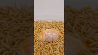 Goldfish are food for 10000 worms mealworms worms asmr timelapse goldfish asmrsounds [upl. by Geanine703]