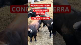 Toros de PEDRAZA DE YELTES CASTILLEJO DE HUEBRA y CONCHA Y SIERRA  15septiembre2024  Las Ventas [upl. by Felicie]