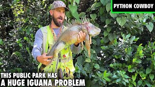 I Was Hired By A Public Park To Take Out These Massive Iguanas [upl. by Aisanat]